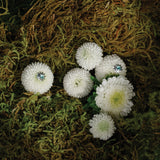 Alba Earrings Sterling Silver, Sky